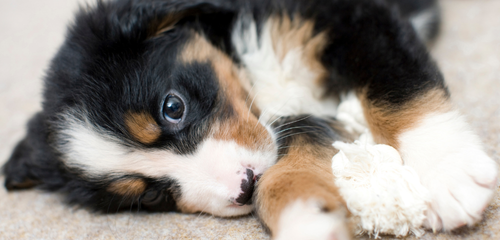 éducateur canin pas de calais