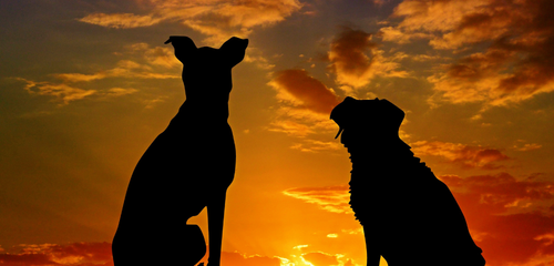 évaluations officielles chien, mordeur, catégorie, médiateur