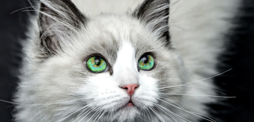 troubles du comportement chez le chat