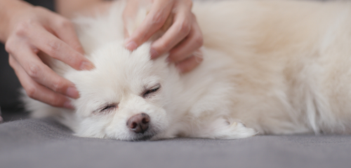 méthode niromathé chien