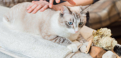 niromathé chat ostéopathie