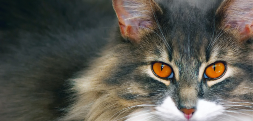 phytothérapie chez le chat