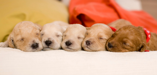 Conseils avant adoption d'un chiot