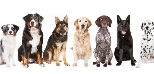 comportementaliste chien