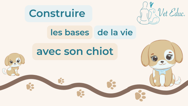 Construire les bases de la vie avec son chiot 🌱