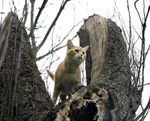 ahsoka chat dans un arbre comportement chat