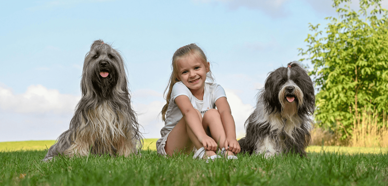 tarifs médiation animale 62