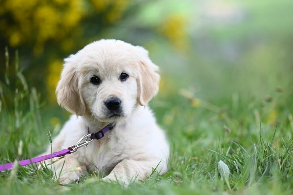 photo chiot golden dans l'herbe, éducateur canin pas de calais, comportementaliste chien
