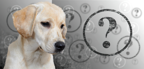 questions sur le comportement chien 62